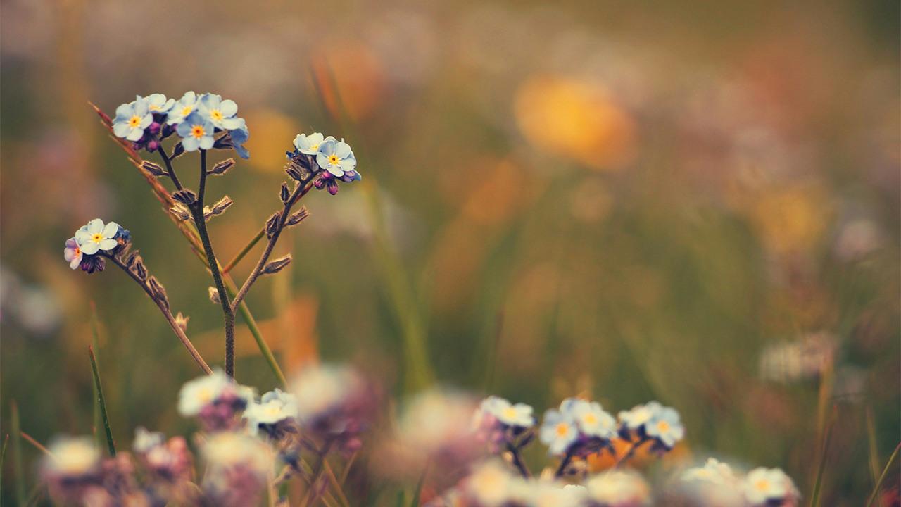 bild för innehållsblock till sidan Begravning med urna