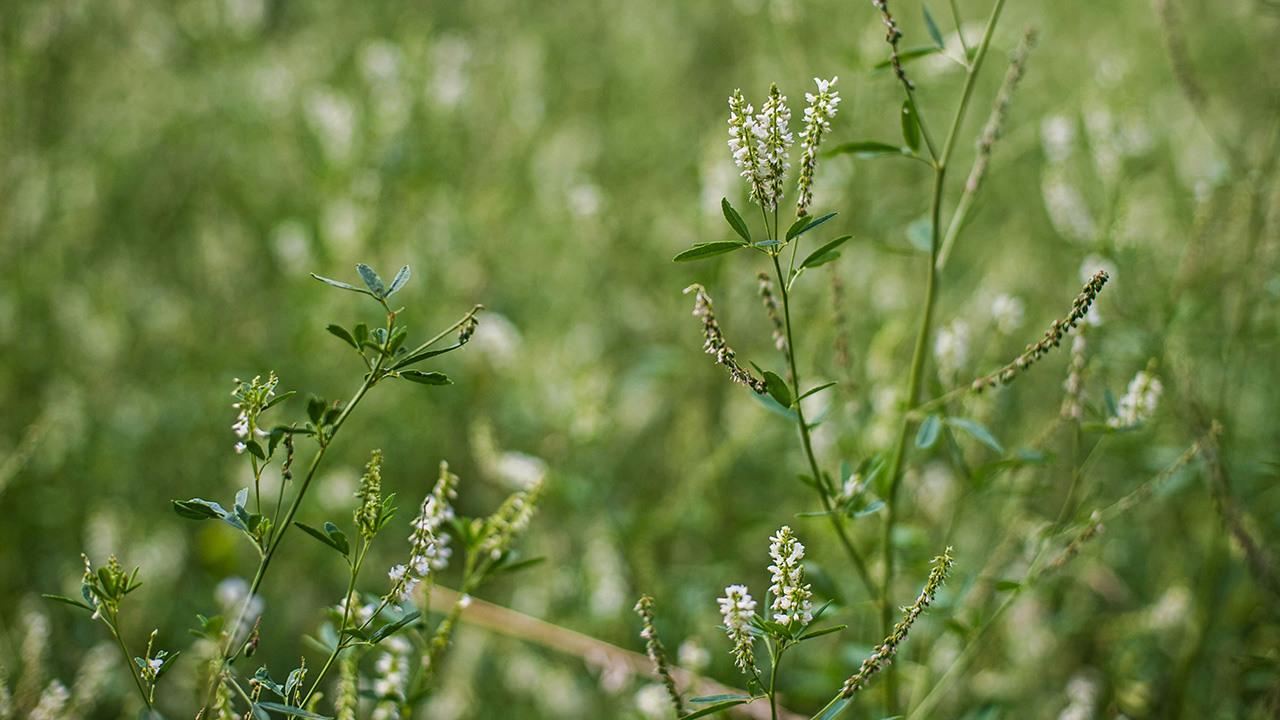 bild för innehållsblock till sidan Kyrklig begravning