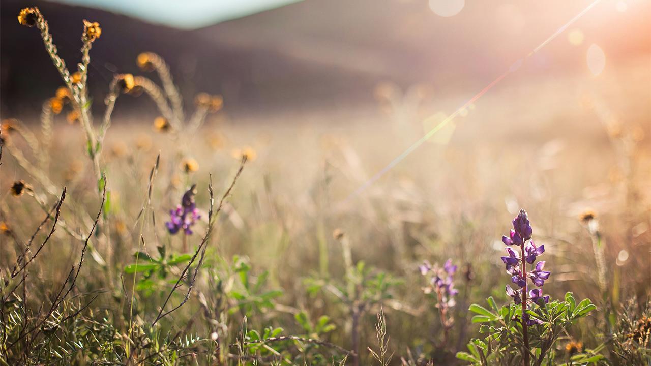 bild för innehållsblock till sidan Begravning med kista