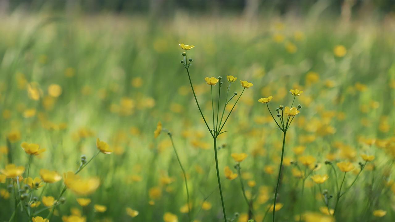 bild för innehållsblock till sidan Borgerlig begravning